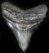 Stormy Night Megalodon Tooth - South Carolina #27319-1